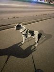 American Bully standard.