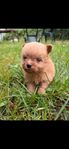 Pomapoo valpar