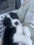 leveransklar Border collie tik 