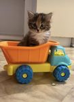 Liten katt till salu