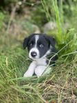 Leveransklar Border collie hane 
