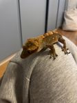 Ögonfransgecko, Hane.