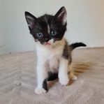 Kattungar födda 7/6-25