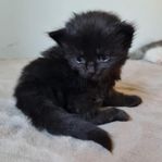 Kattungar 