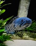 Channa aurantimaculata lekpar