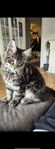 Nytt hem till vår Maine Coon kattunge 