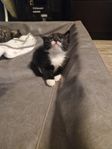 kattungar