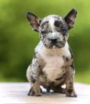 American bully hanvalp merle