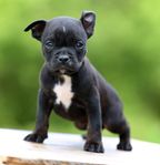 American bully hanvalp