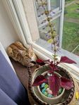 Bengal katt