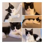 Två underbara kattungar kvar, Mix av Ragdoll &Maine Coon