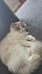 Ragdoll katt hona