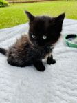 Kattflicka letar nytt boende