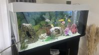fisk med akvarium 240l