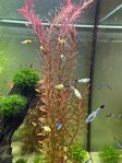 Akvariefisk