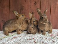 Kaninungar: Belgisk Hare 