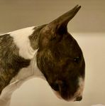 Bullterrier söker fodervärd 