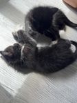 kattungar