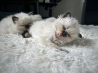 Magiska Ragdoll kattungar