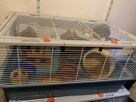 hamsterbur criceti 15 ferplast + massor med bra tillbehör 