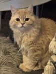 En katt , född i juli 2024 