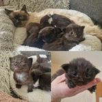 ragdoll/norsk skogskatt kattunge