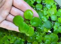Frogbit flyväxt akvarium/damm
