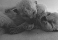 Ragdoll Kattungar Leveransklara 4 OKTOBER 