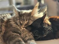 Main coon