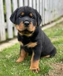 Rottweiler valp SKK-registrerad