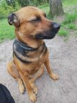 Hund