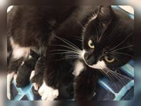 Kattungar leveransklara 9 OKTOBER *1000:-/st*