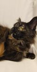 Underbart go Maine Coon kattunge 