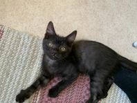 kattungar 