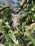 Kattungar levklara v 30 - förtur till de som tar båda