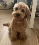 Maltipoo 16 veckor