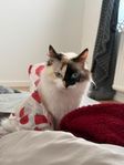  Sweet Female Ragdoll Kitten Needs a Loving Home 