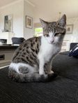 Kattunge