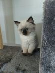 Flyttklara ragdoll kattungar 