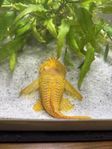 akvarierfisk
