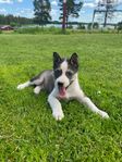 siberian husky valp