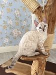 Kattungar bengal snö spotted med stamtavla