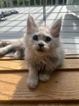 maine coon kattungen 