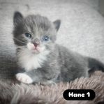 Långhåriga kattungar!