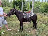 inkört gotlandsruss 2år 
