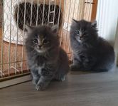 kattungar 