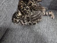 Bengal kattungar
