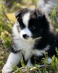 Sheltie tjej 