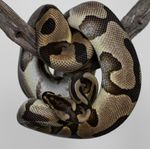 Leopard Enchi dubbel het Clown / Desert Ghost – hane