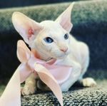 Sky - Vacker Peterbald hona 